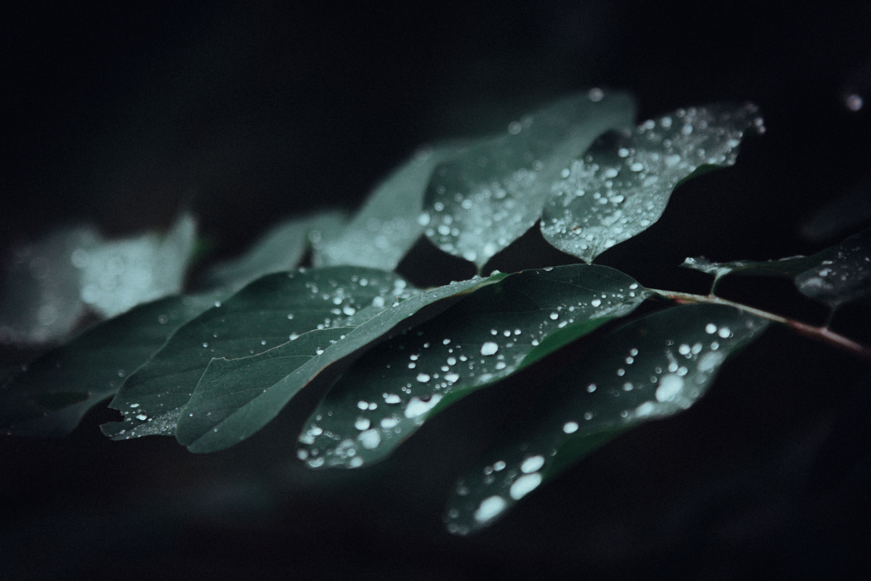 Aromanesque - Close-up of wet leaves with water droplets on a dark background
