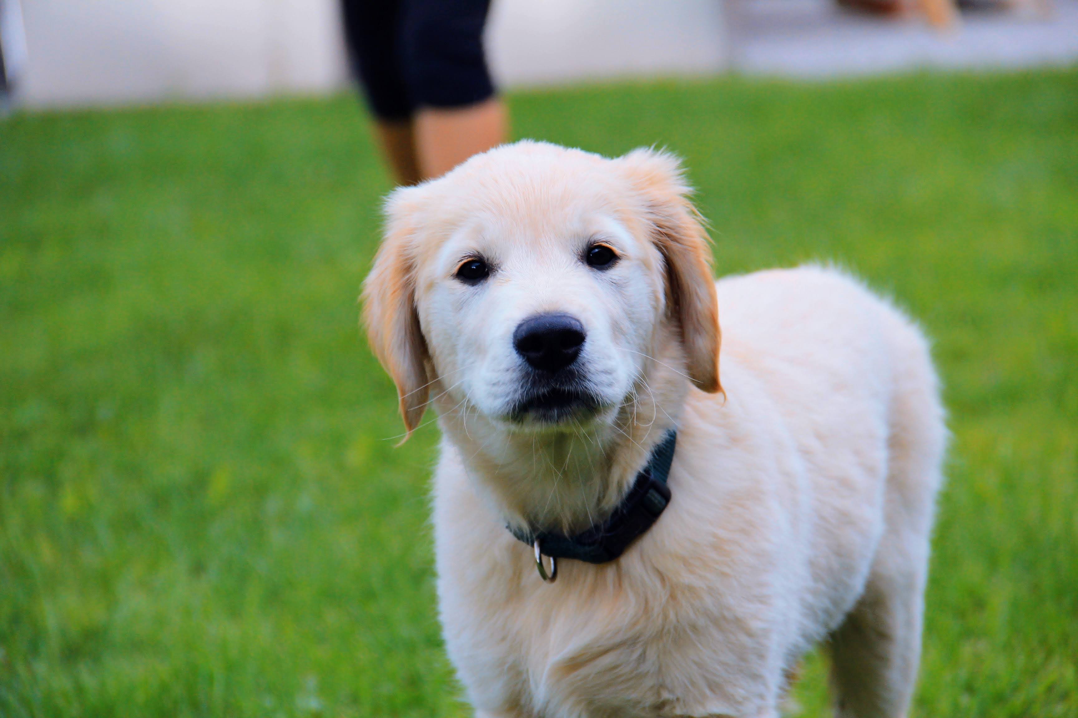 Aromanesque - White puppy with a black collar standing on grass