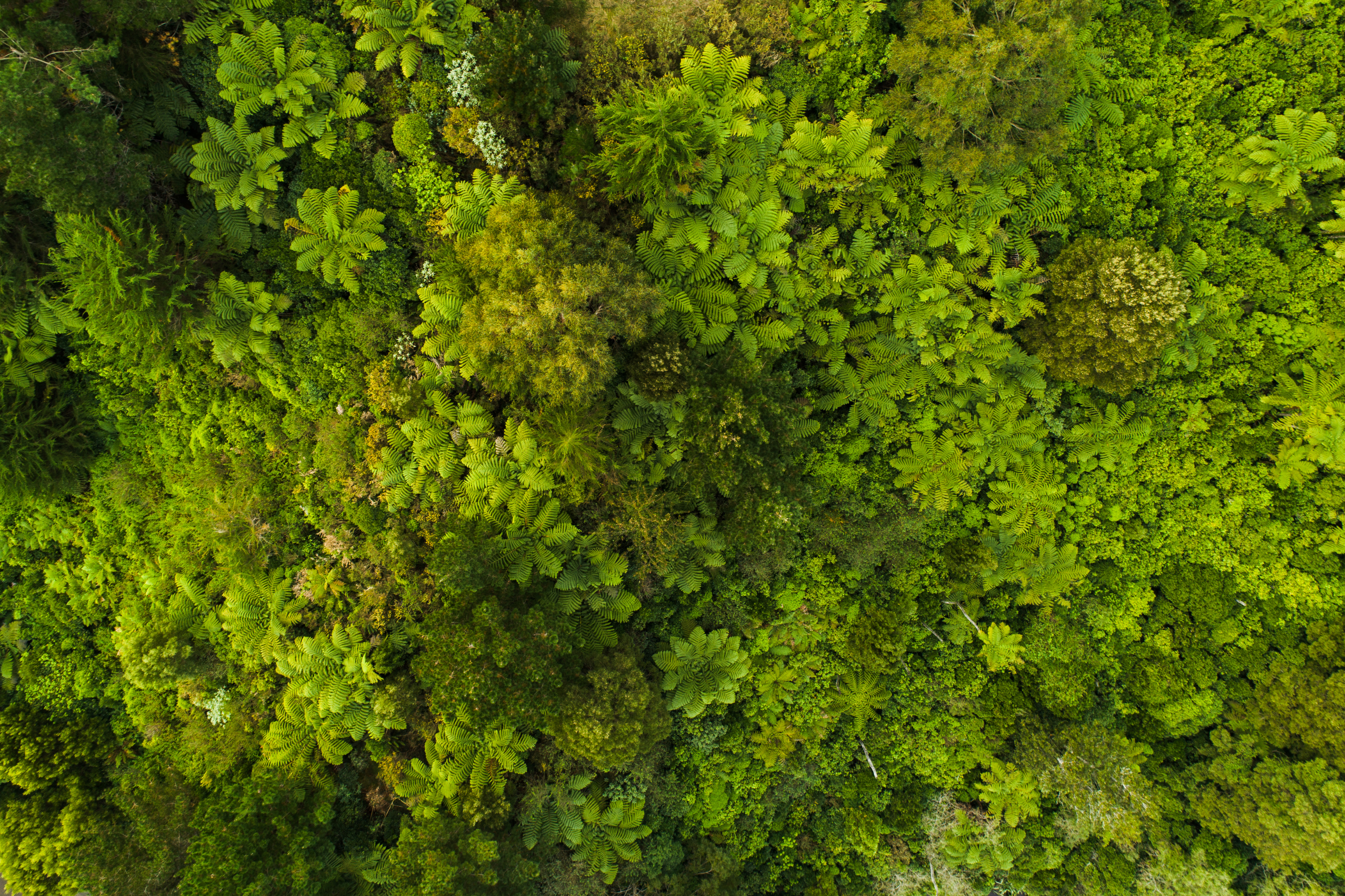 Aerial view of a dense forest with green trees - Aromanesque