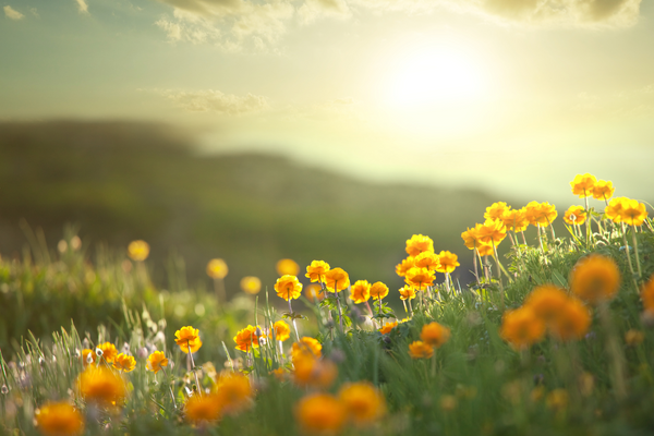 Aromanesque|Things of Beauty. Clean Beauty. Natural and Organic Skincare and Beauty Products