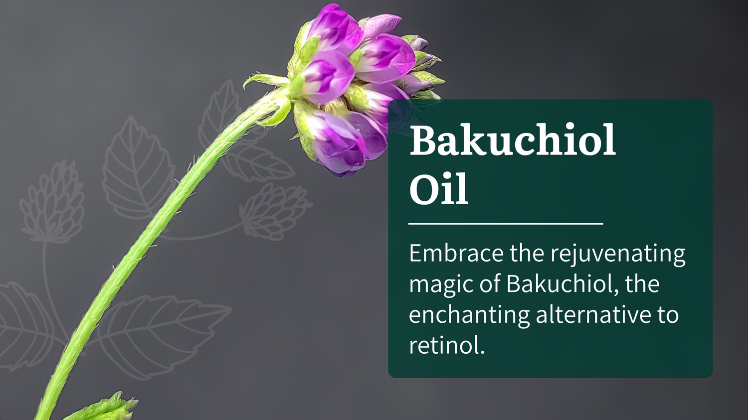 Aromanesque Ingredients  Bakuchiol Oil